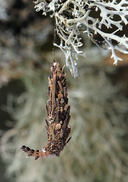 Psichide larva.jpg