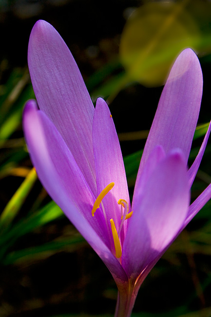 Fiori_2008_1178.jpg