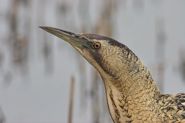 bittern02.jpg