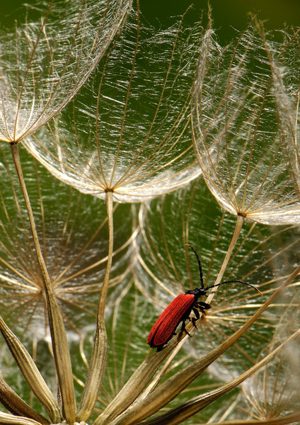 Pyropterus nigroruber.jpg