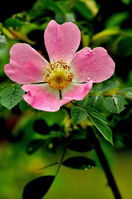 rosa canina 1.jpg