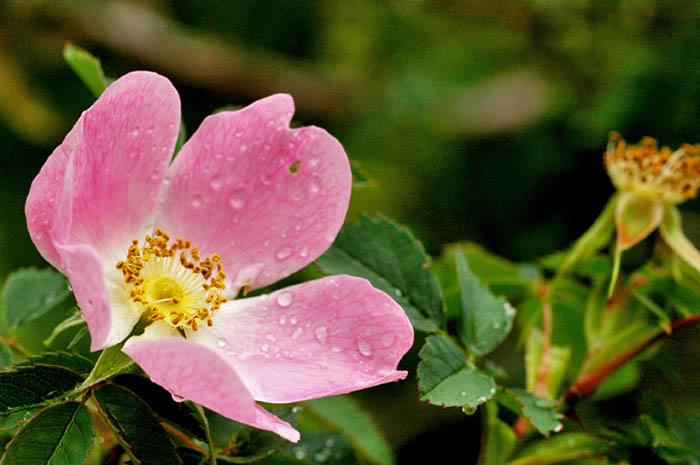 rosa canina 2.jpg