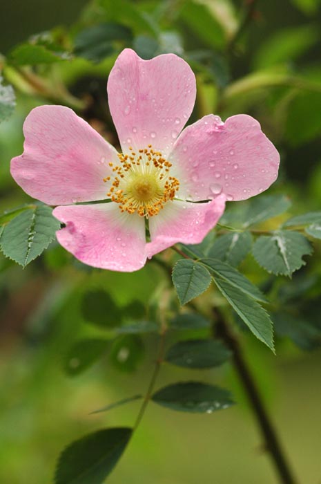 rosa canina 1.jpg