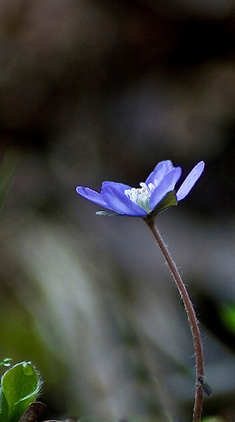 IMG_6860 viola 2.jpg