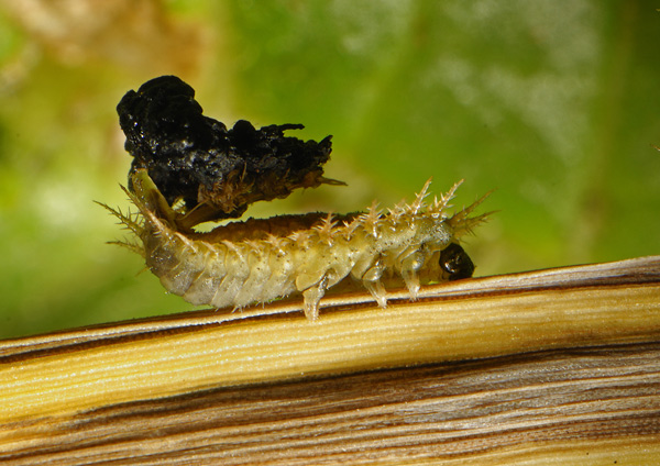 Cassida rubiginosa.jpg