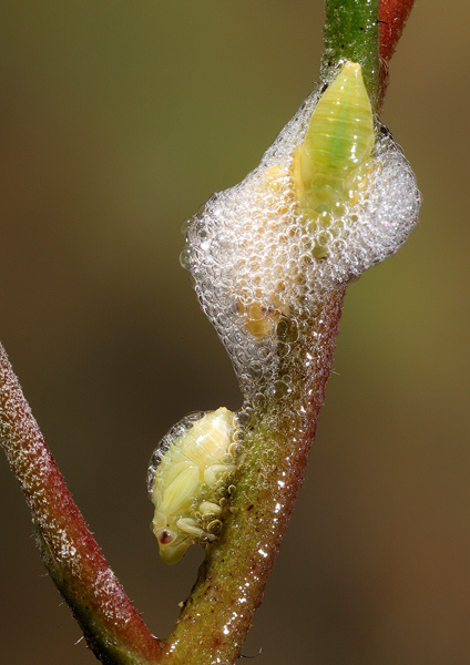 larva di sputacchina.jpg