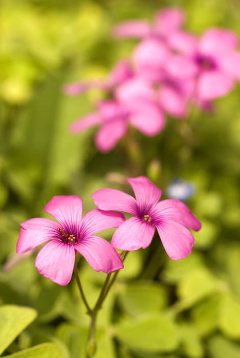 fiori di campo.jpg