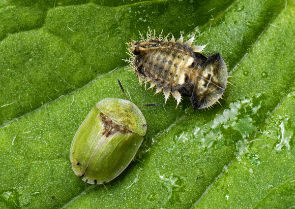 Cassida rubiginosa 2.jpg