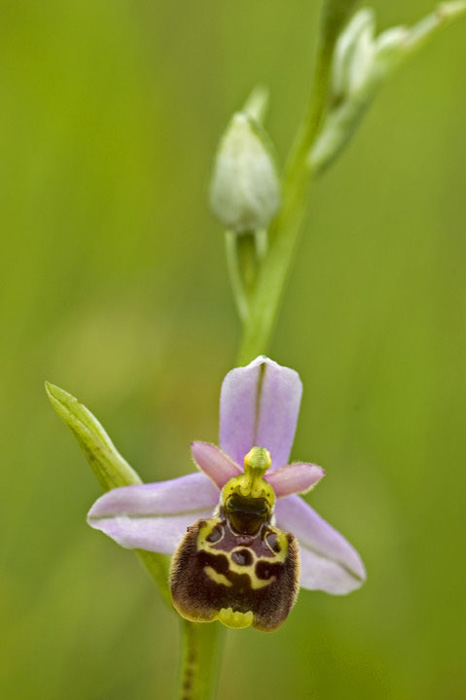 ophrys-2.jpg