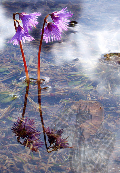 Soldanella alpina.jpg