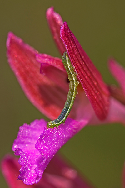 papilionacea-con-bruco-IMG_1803-ftemo.jpg