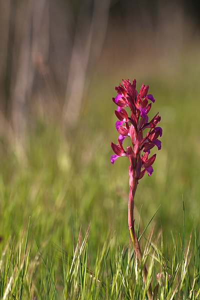 Orchis-papilionacea-IMG_1836-ftemo.jpg
