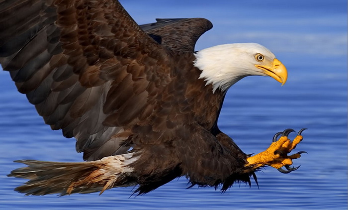 John_Hyde_eagle2.jpg