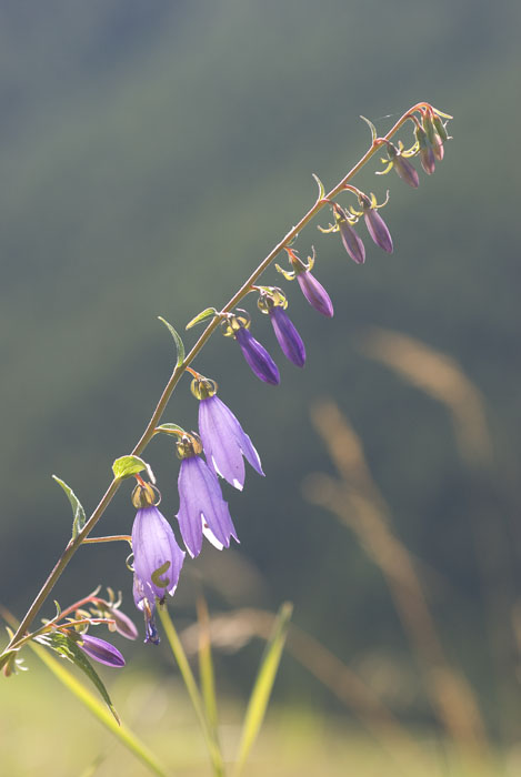 campanule 2.1.jpg