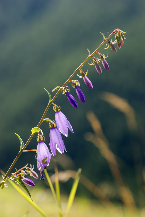 campanule 2.2.jpg