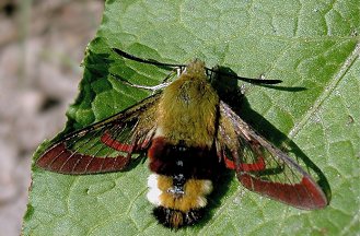 hemaris fuciformis.jpg