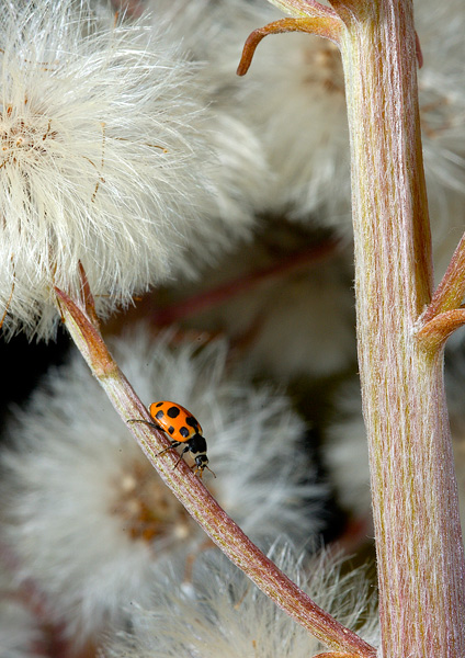 Coccinella septempunctata.jpg