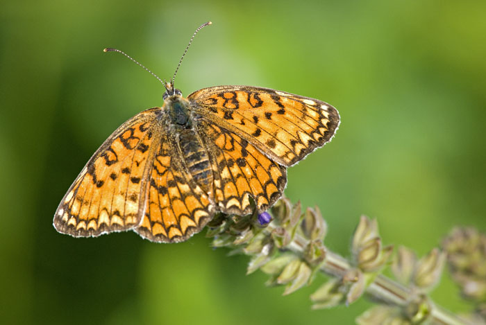 melitaea phoebe.jpg