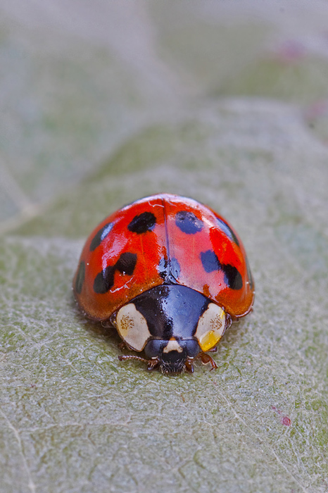 coccinella.jpg