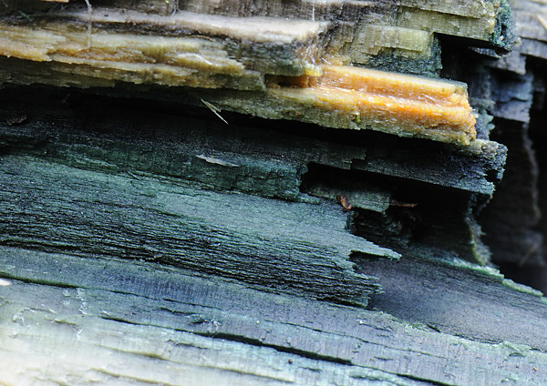 legno-del-fungo-blu-x-web.jpg