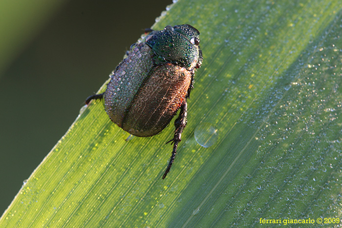 phyllopertha-horticola__.jpg