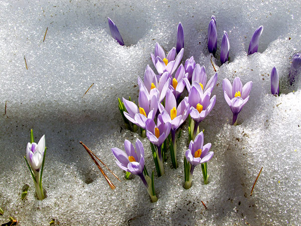 Crocus-.jpg