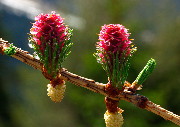 larix decidua.jpg