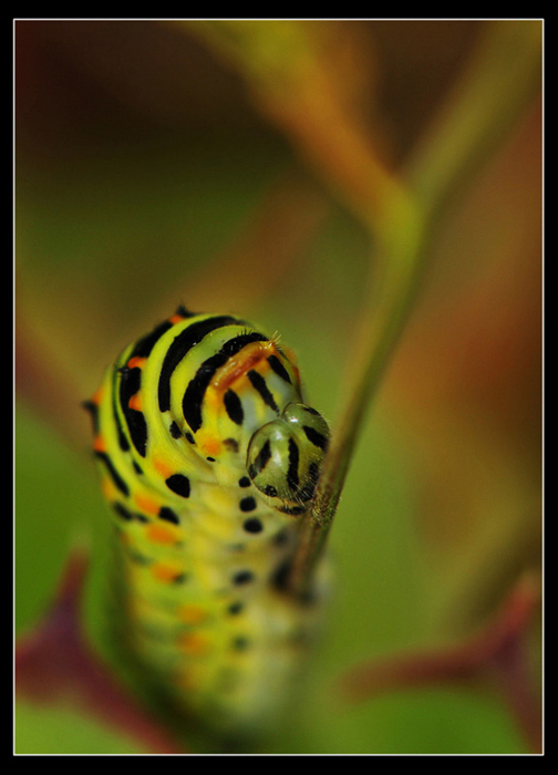 Papilio machaon.jpg