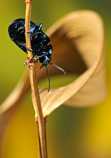 Dlochrysa fastuosa.jpg