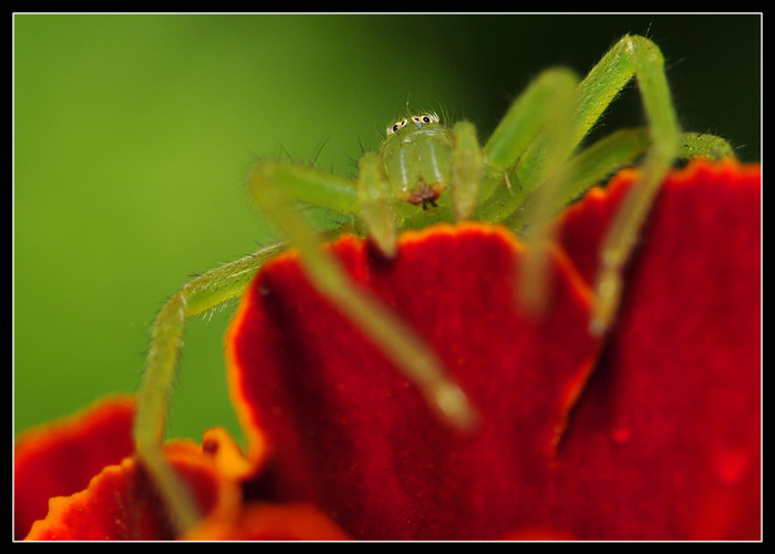 Micrommata virescens.jpg