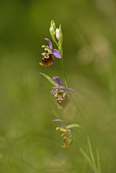 ophrys  fuciflora5.jpg