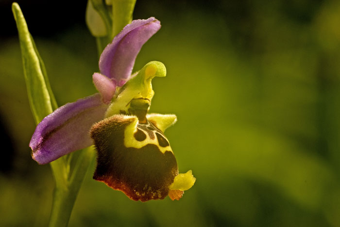 ophrys  fuciflora4.jpg
