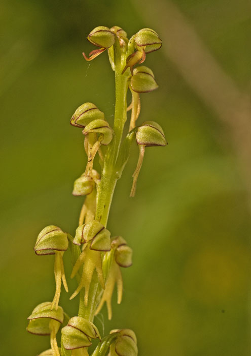 antropophora 2.jpg