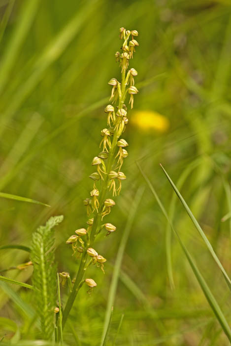 antropophora.jpg