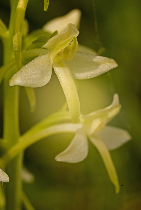 platantera 2.jpg