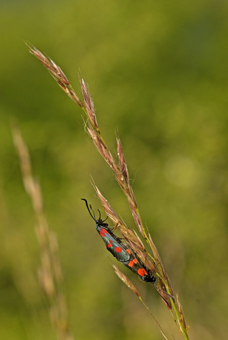 zigaena copula.jpg