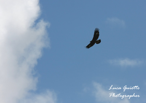 silouette aquila.jpg