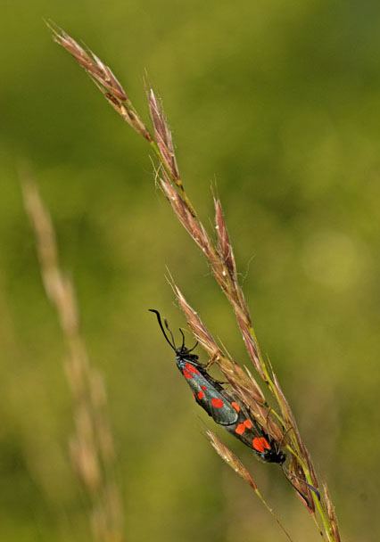 zigaena copula.jpg