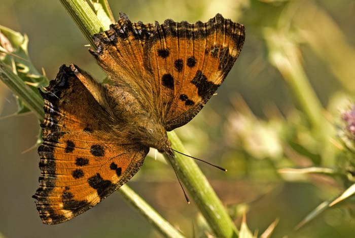 vanessa ortica 1.jpg