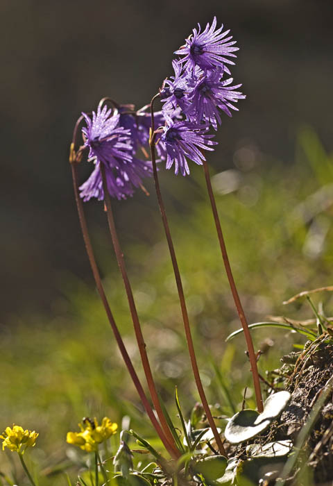 soldanella.jpg