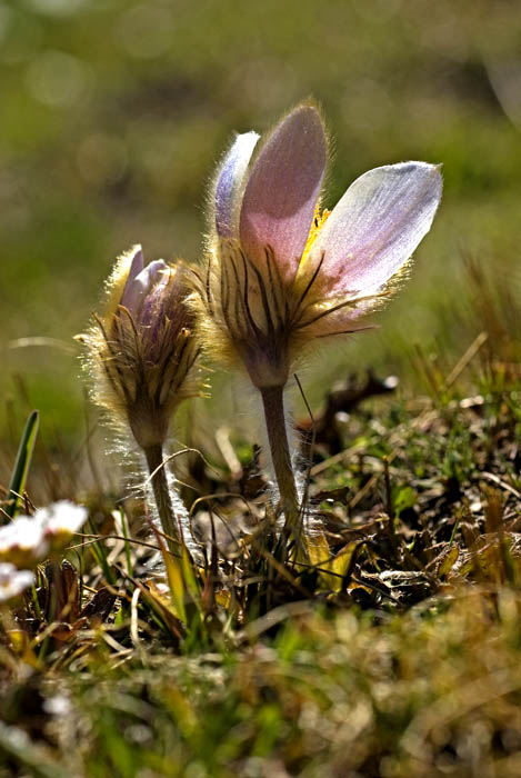 pulsatilla 3.jpg