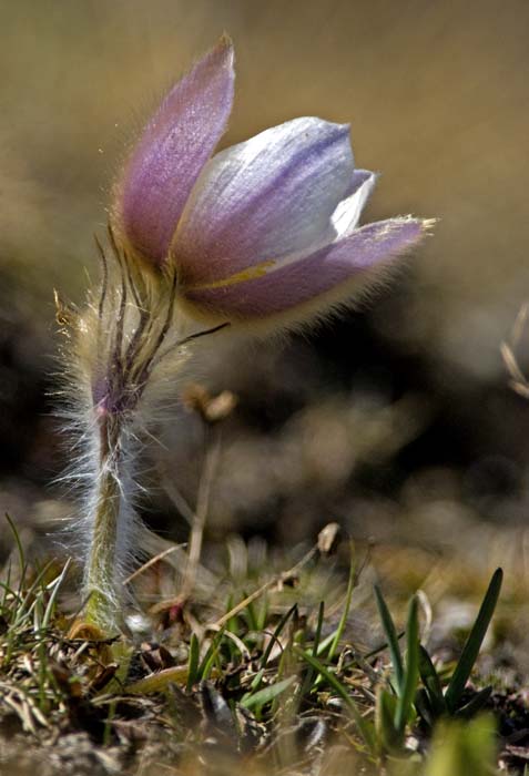 pulsatilla 1.jpg