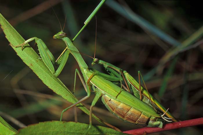 MANTID~4.JPG