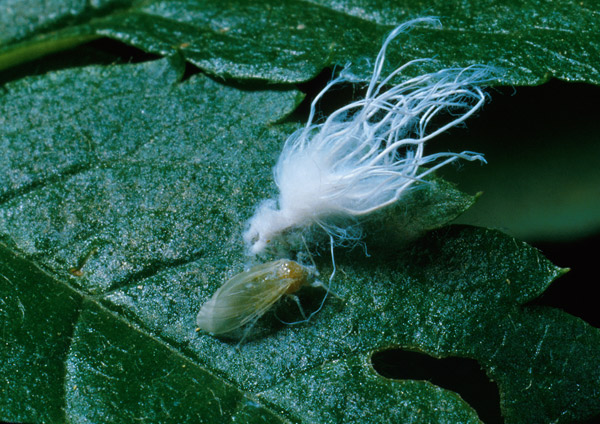 Psilla d. ontano 2.jpg