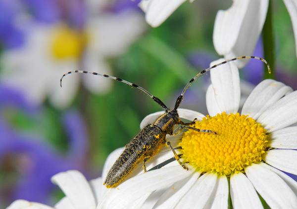 Agapanthia villosoviridescens.jpg