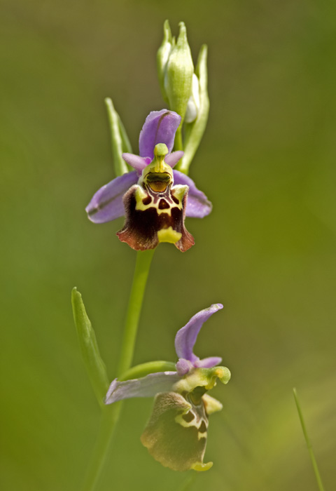 fuciflora 7.jpg