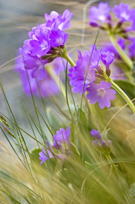 primula 3.jpg