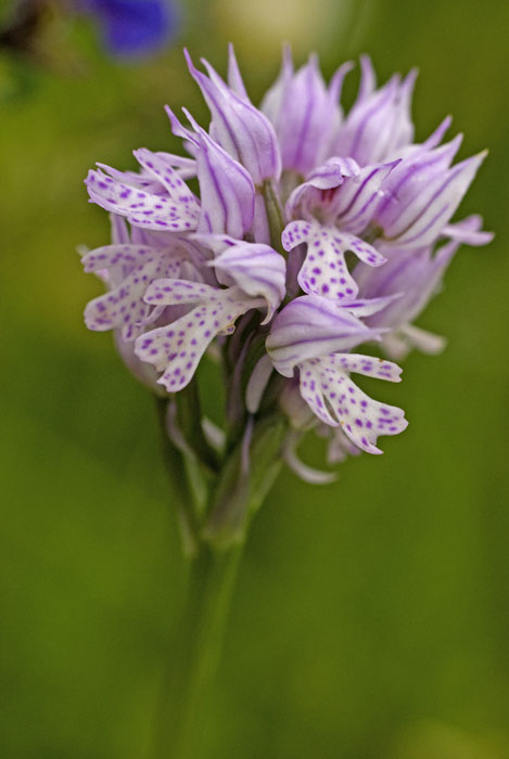 orchis tridentata.jpg