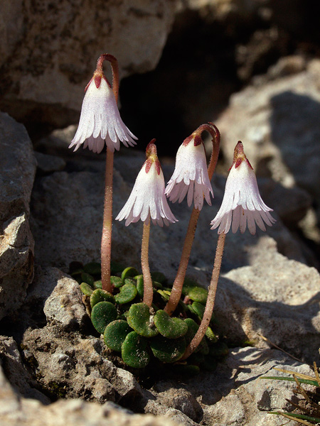 Soldanella nana .jpg