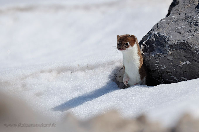 Ermellino_Mustela_erminea.jpg